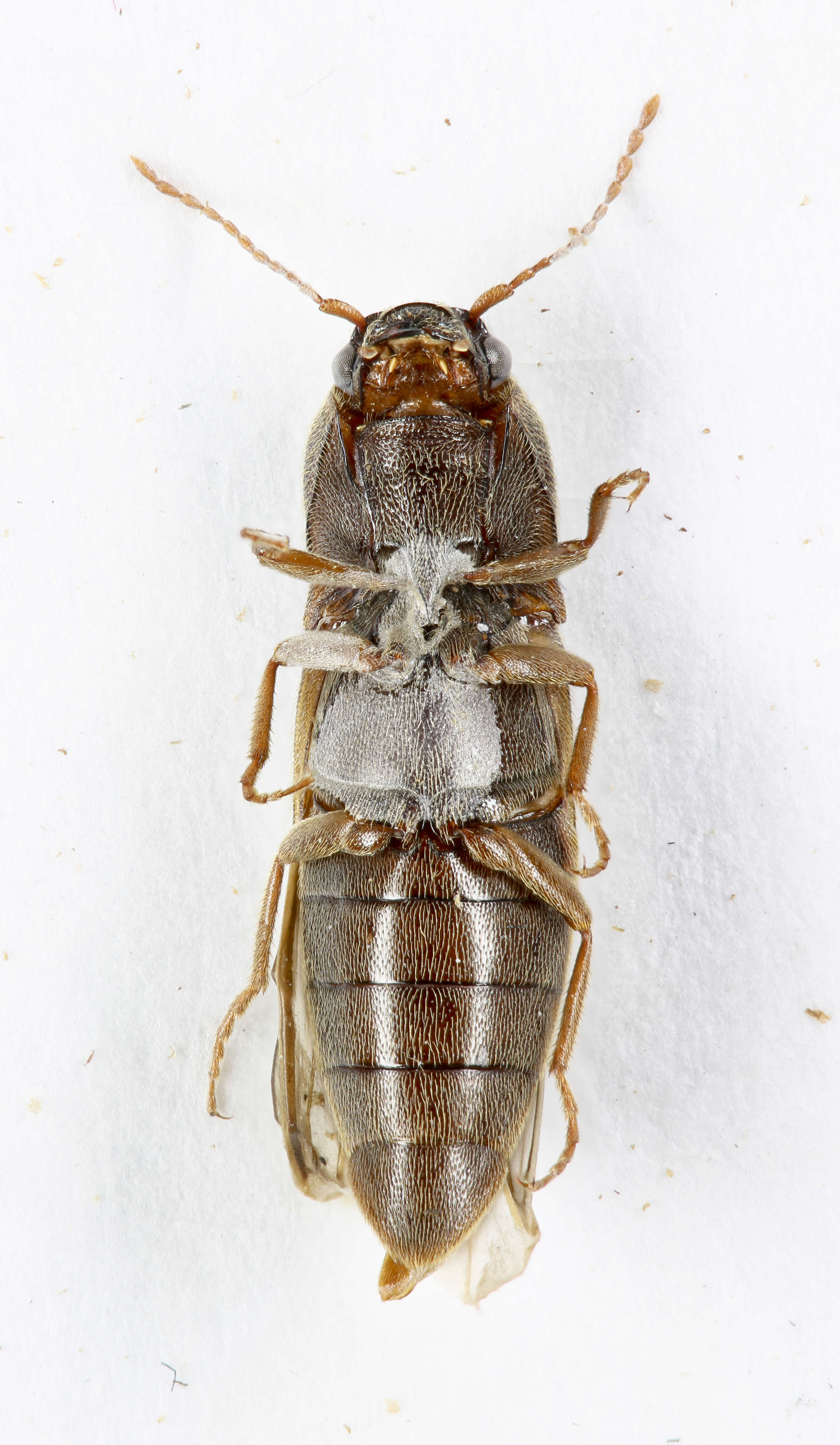 Image of Agriotes