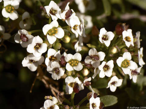 Image of sweet alyssum