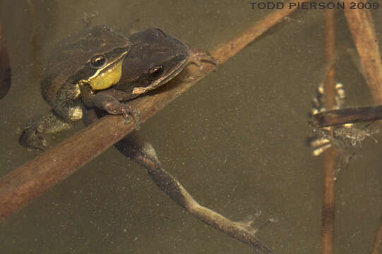 Image of Western Chorus Frog