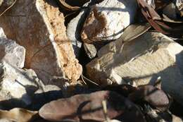 Image of Columbretes Wall Lizard