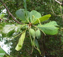 Image of tropical almond