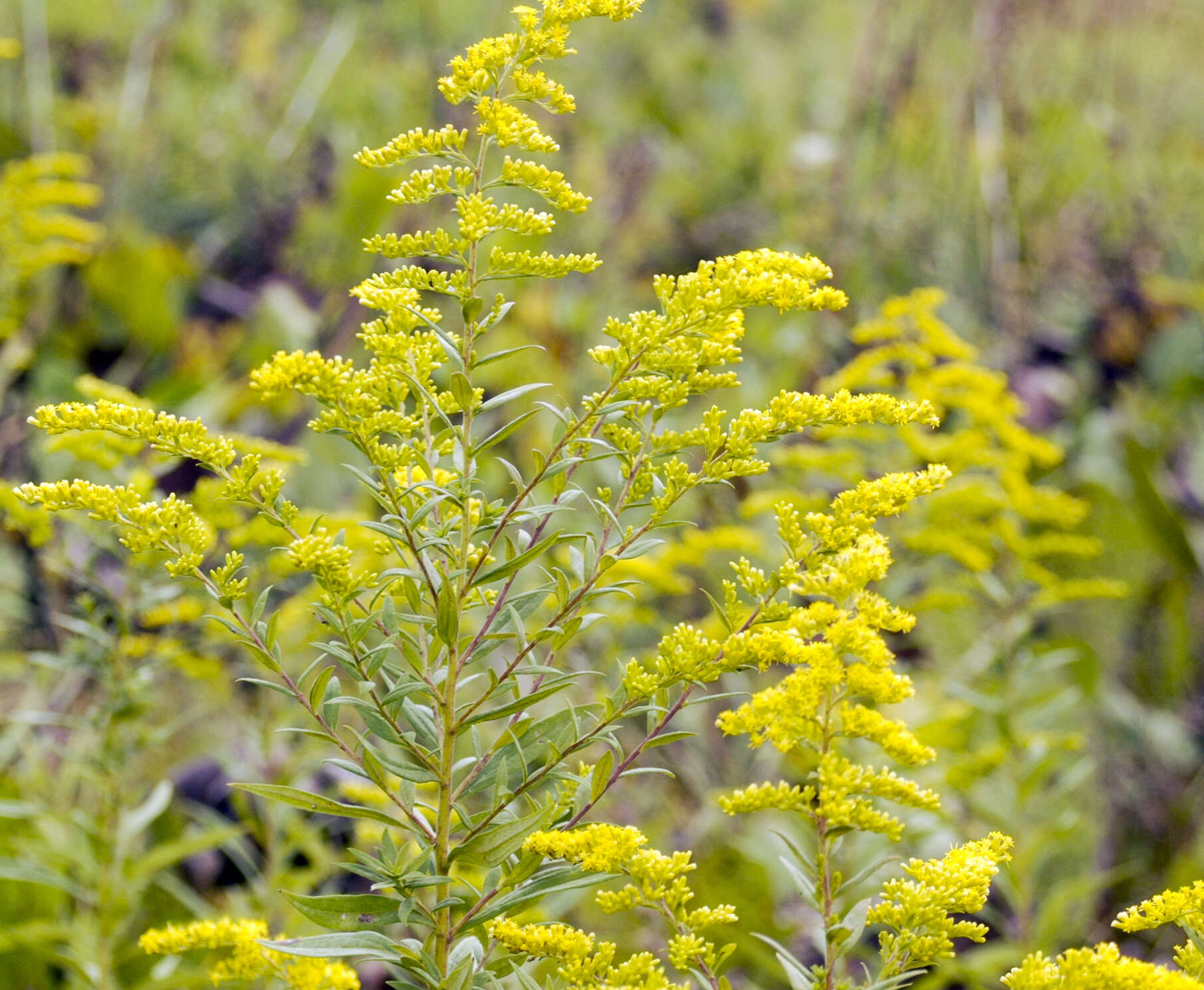 Image of giant goldenrod