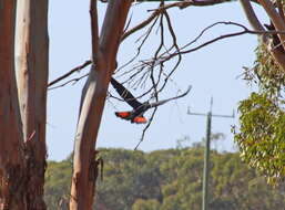 Image of Calyptorhynchus Desmarest 1826