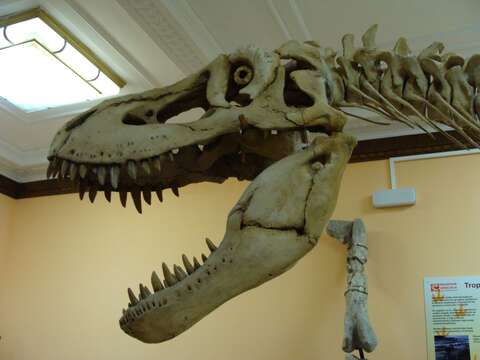 Image of Tarbosaurus Maleev 1955