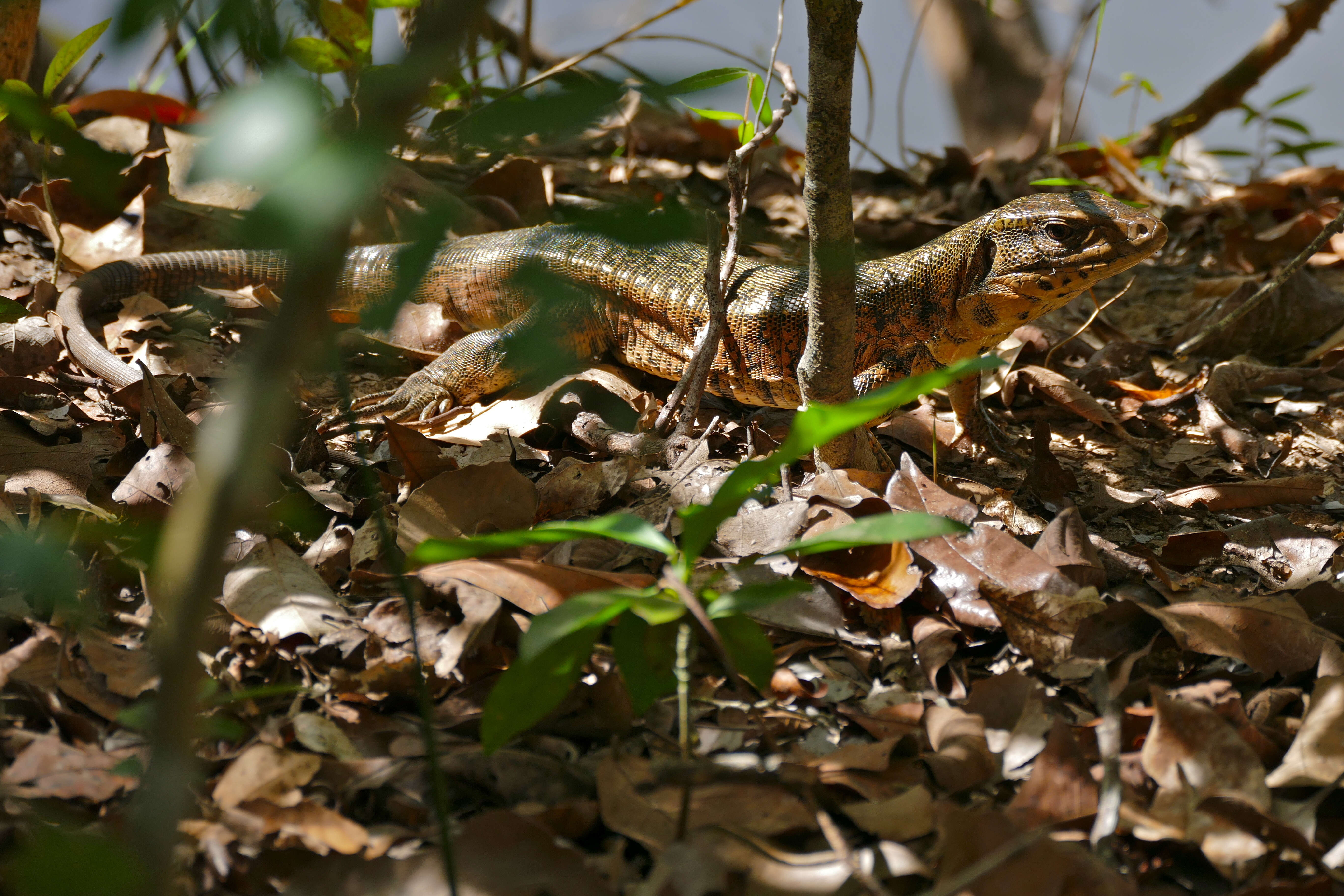 Image of Gold tegu