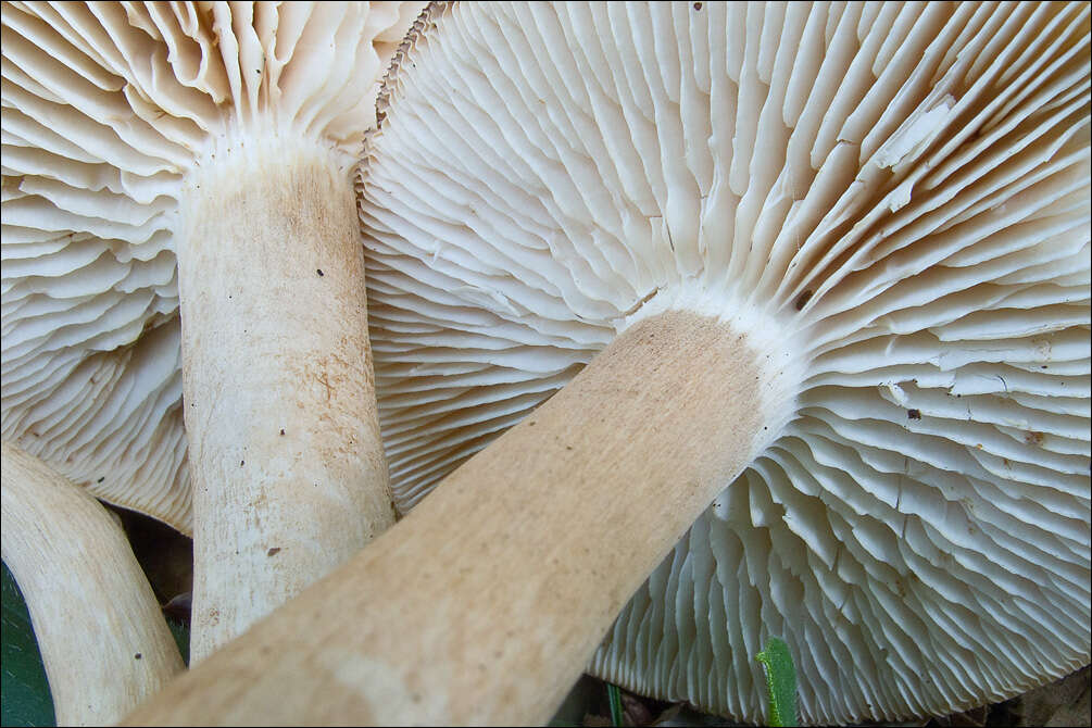 Image of Tricholoma lascivum (Fr.) Gillet 1874