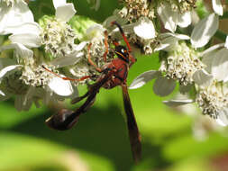 Image of Potter wasp