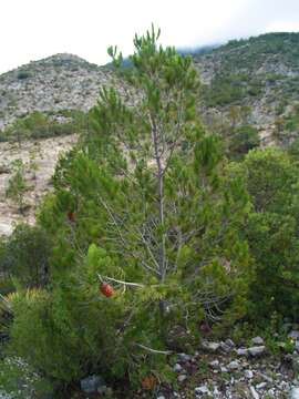 Image of Nelson Pinyon Pine