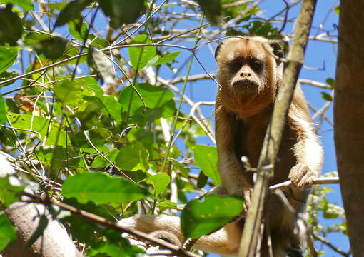 Imagem de Alouatta caraya (Humboldt 1812)