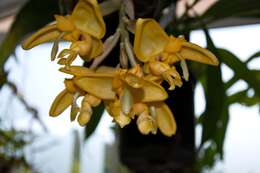 Image of Stanhopea anfracta Rolfe