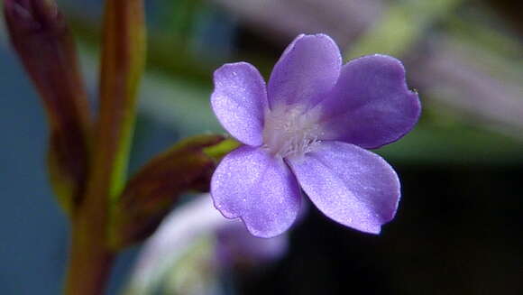 Image of Buchnera ciliata Pennell