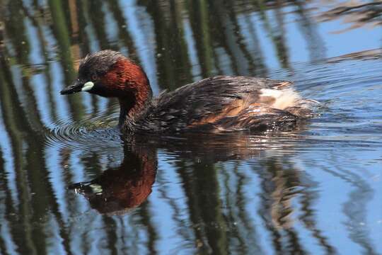 Image of Little Grebe