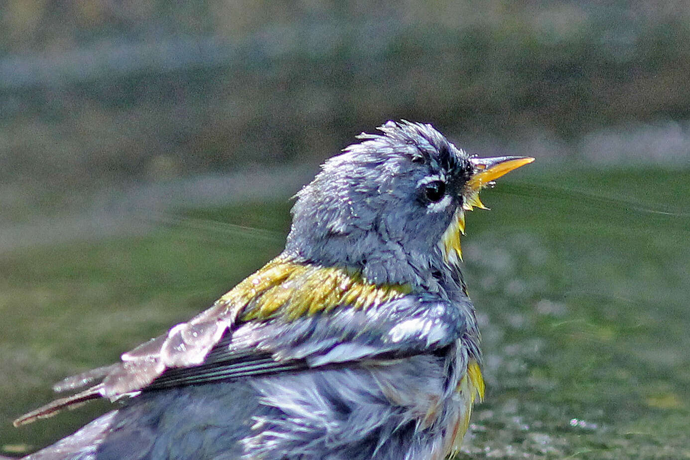 Image de Paruline à collier