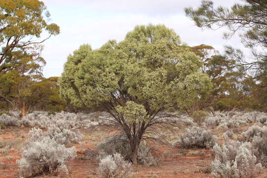 Image of Eremophila interstans (S. Moore) Diels