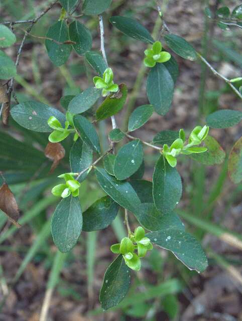 Image of blueberry