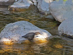 Image of dippers