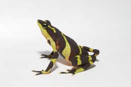 Image of harlequin frogs