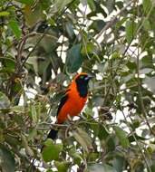 Image de Oriole à dos orange