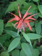 Image of scarlet beebalm