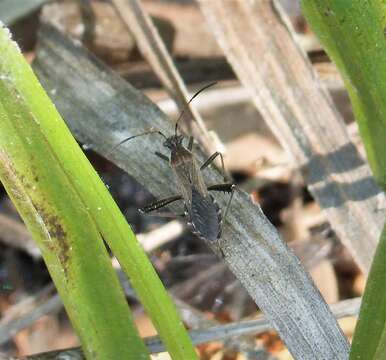 Image of broad-headed bugs