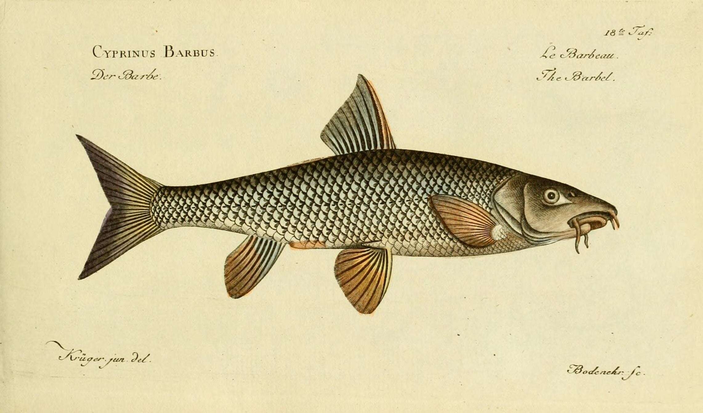 Image of Barbel