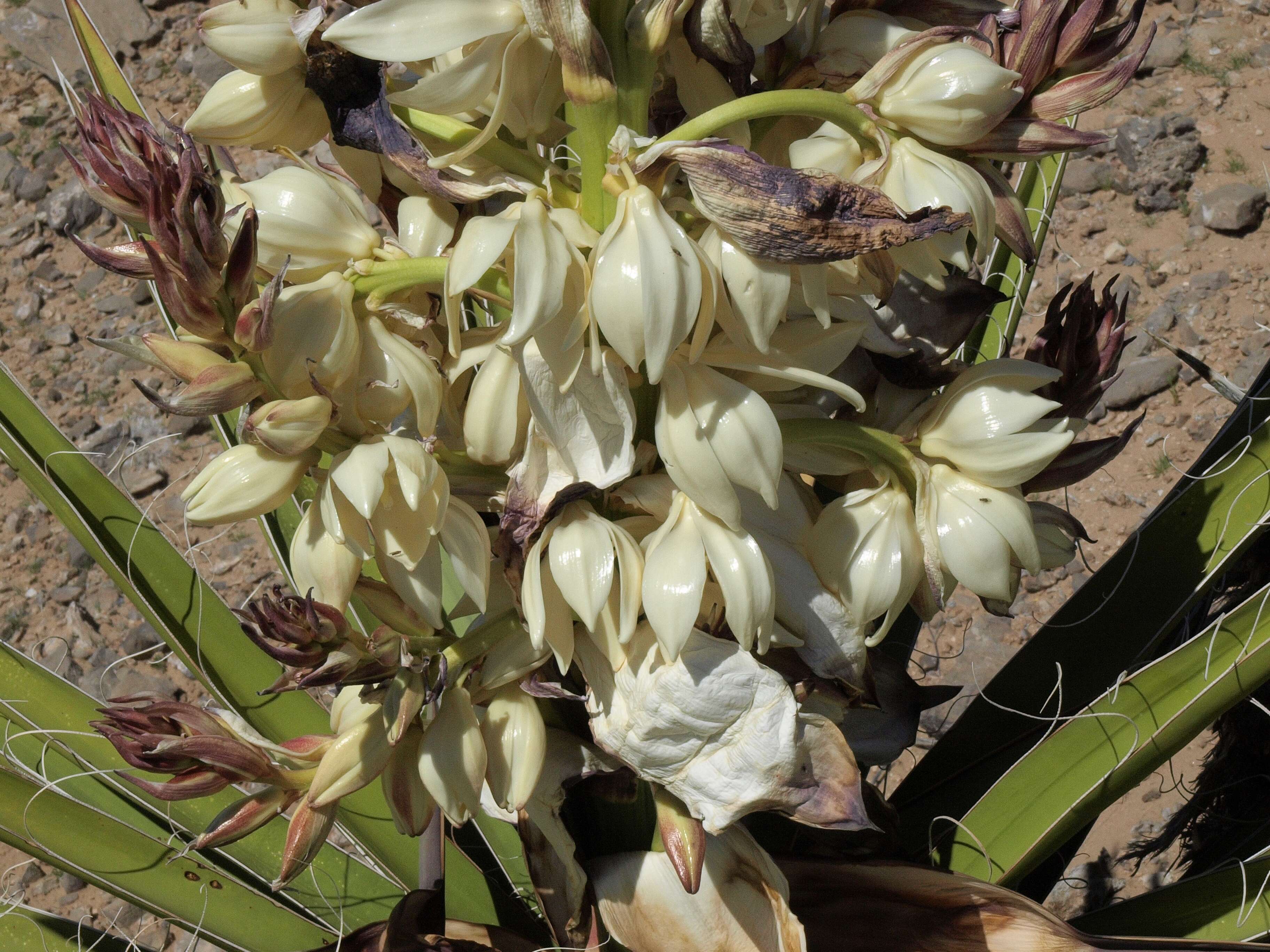 Image of Mojave yucca