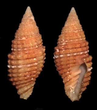 Image of Turbinelloidea Rafinesque 1815