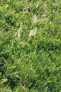 Image of Dogstail grass