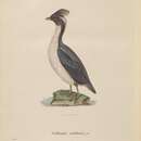 Imagem de Synthliboramphus wumizusume (Temminck 1836)
