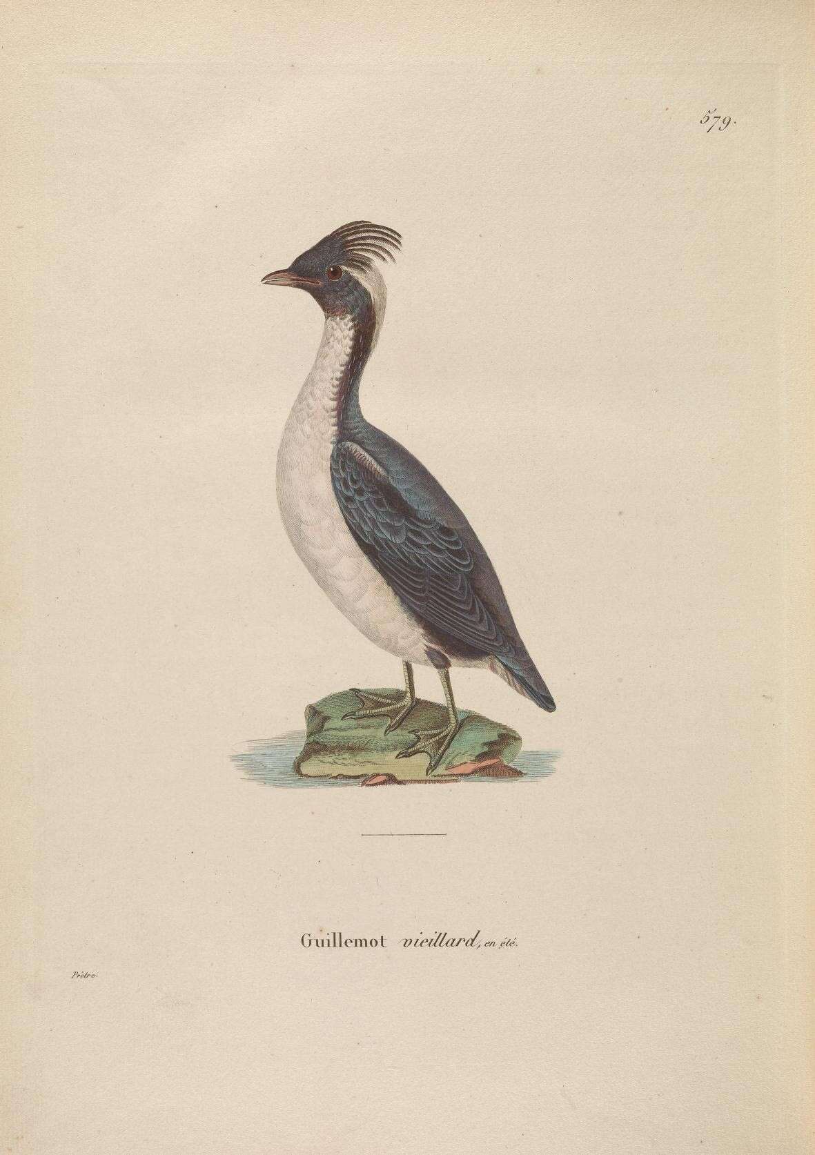 Image of Synthliboramphus Brandt & JF 1837