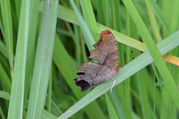 Sivun Polygonia interrogationis Fabricius 1798 kuva