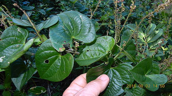 Image of Dioscorea piperifolia Humb. & Bonpl. ex Willd.