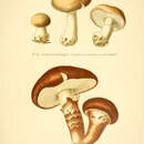 Sivun Tricholoma robustum (Alb. & Schwein.) Ricken 1915 kuva