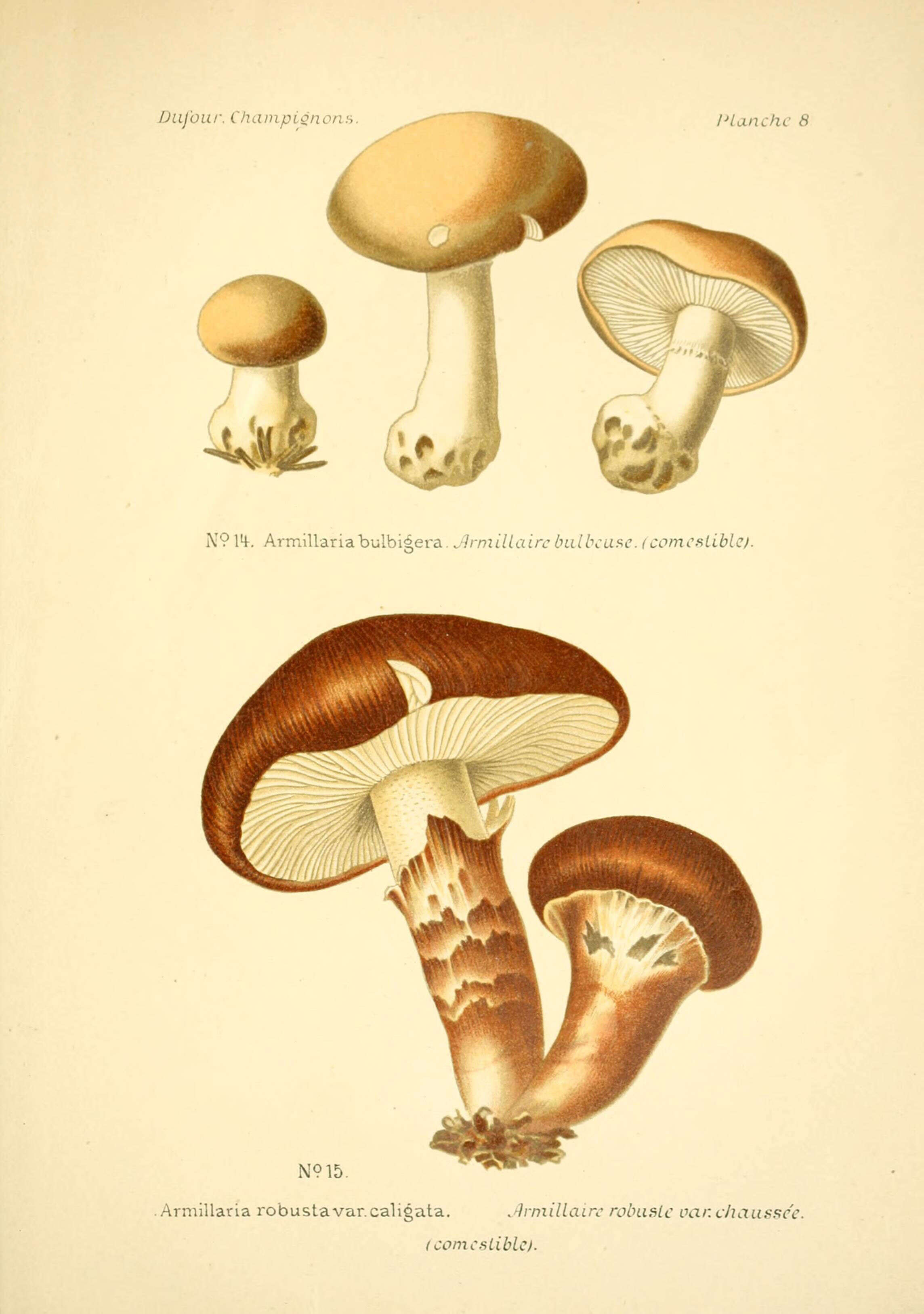 Image de Tricholoma robustum (Alb. & Schwein.) Ricken 1915