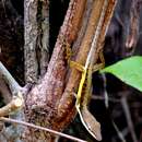 Image of Sharp-mouthed lizard