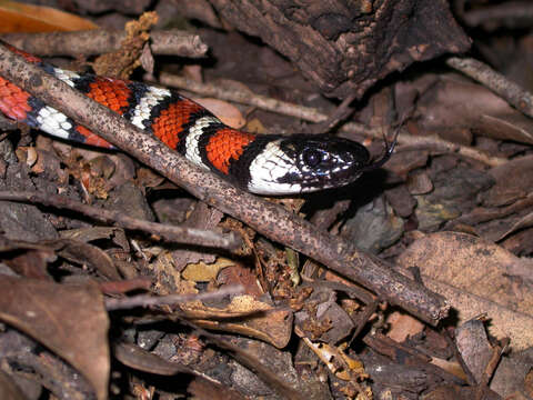 Image of Kingsnakes