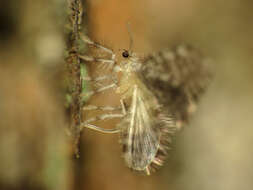 Image of pleasing lacewings