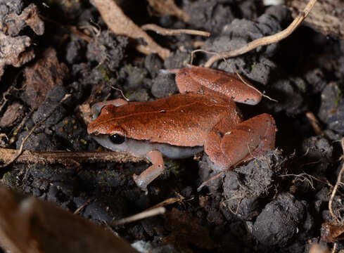 Image of Arcuate-spotted Pygmy Frog