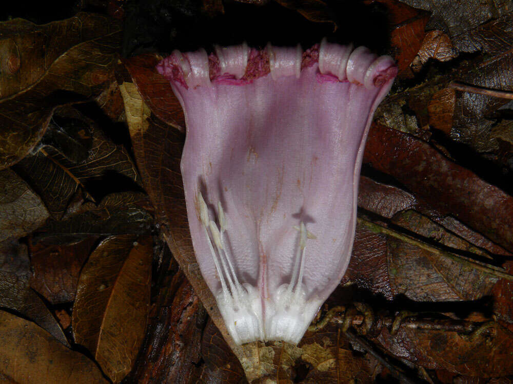 Image of Maripa nicaraguensis Hemsl.