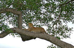 Image of Leopard