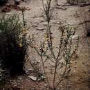 صورة Pultenaea setulosa Benth.