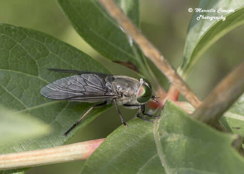 Image of Tabanus bromius Linnaeus 1758