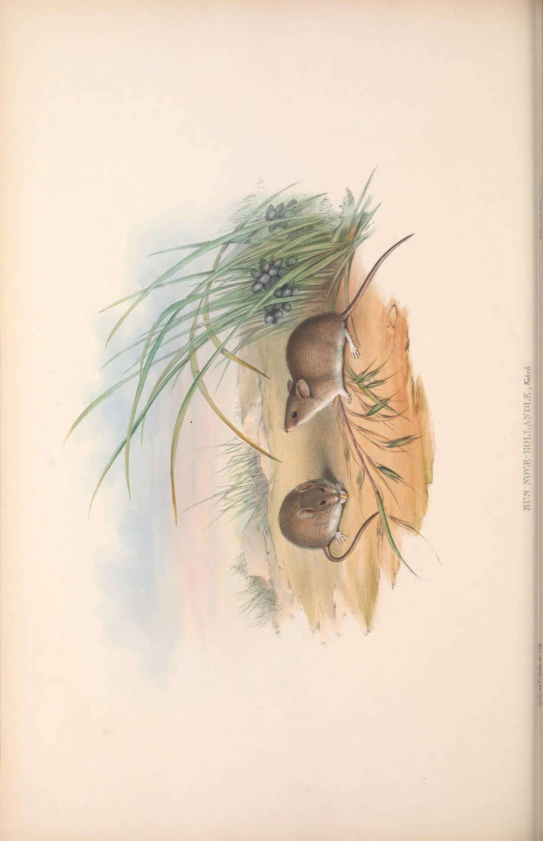 Image de Pseudomys Gray 1832