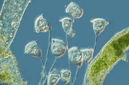 Vorticella lima的圖片