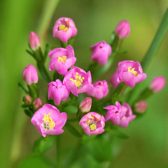 Image of Centaury