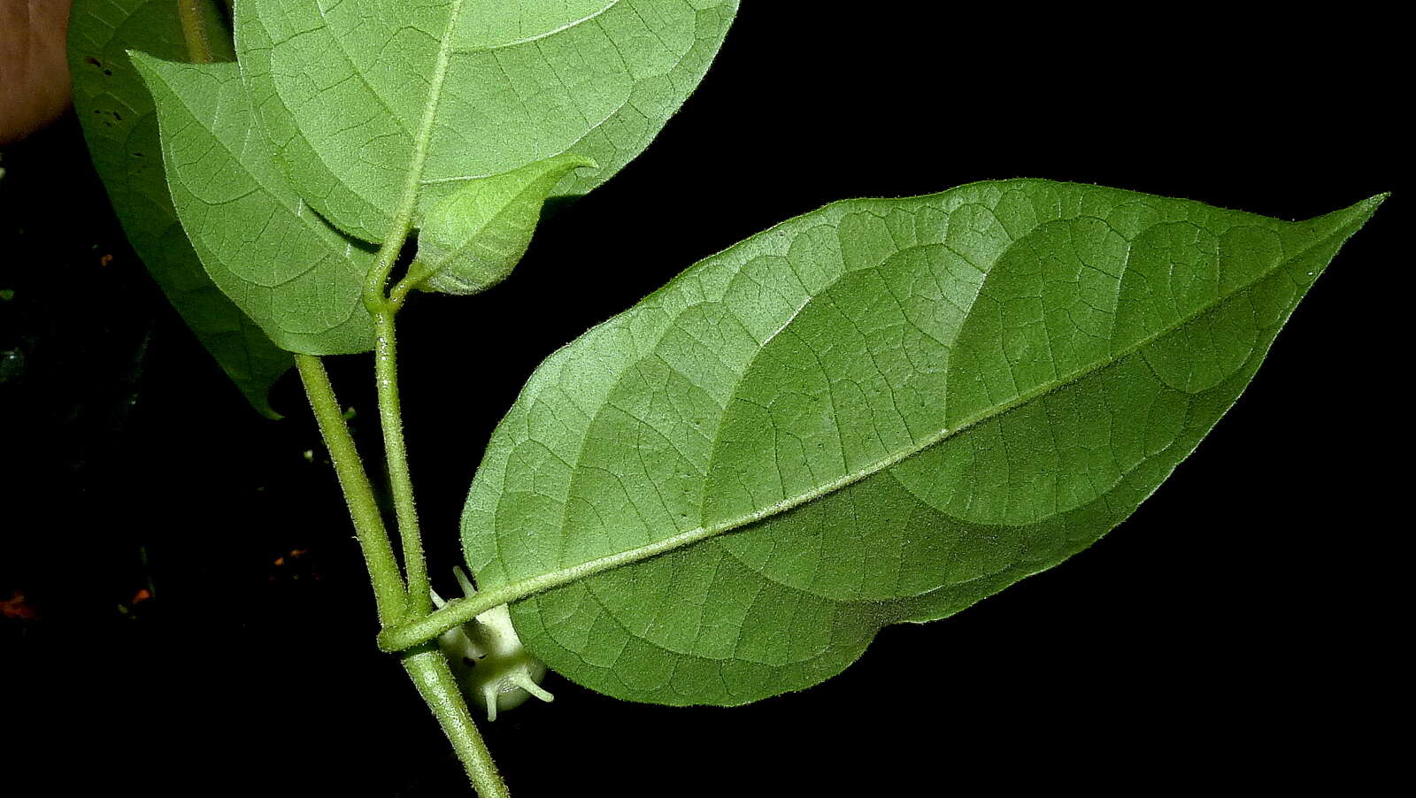 صورة Lycianthes pauciflora (Vahl) Bitter