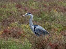 Image of Grey Heron