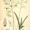 Image of Dendrobium canaliculatum var. canaliculatum