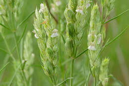 Image of squirrel's tail