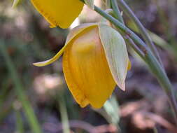 Image of Cedars mariposa lily